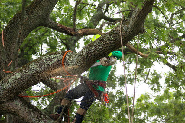 Best Hazardous Tree Removal  in West Columbia, TX