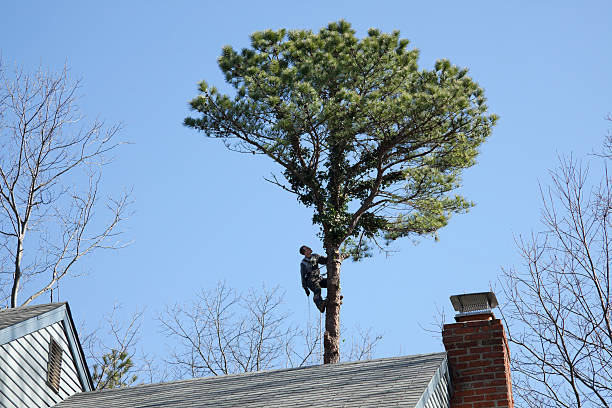 Best Tree Removal  in West Columbia, TX